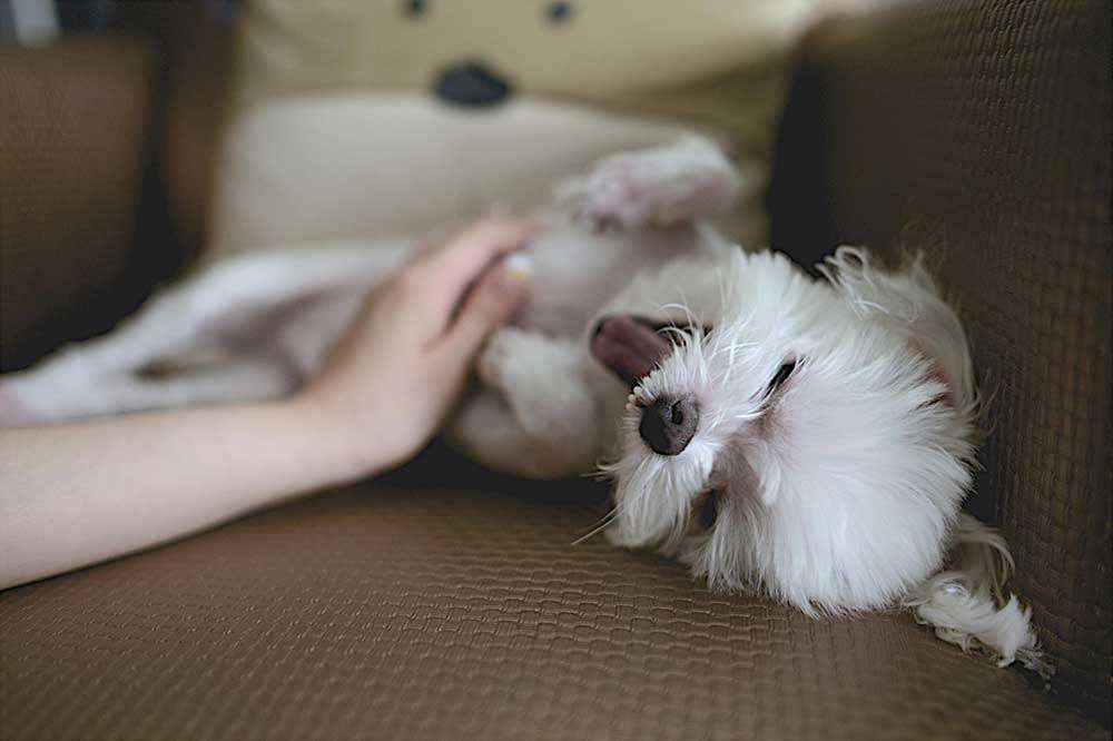 Pet friendly apartments at Pico Rivera Collection